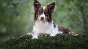 Niedlicher Miniature American Shepherd auf Moos liegend mit Bäumen im Hintergrund, der in die Kamera schaut