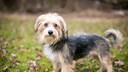 Morkie