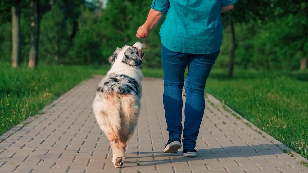 Wie man Obedience für Hunde trainiert und für welche Rassen es sich eignet