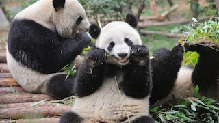 Zwei Pandas knabbern an Bambus