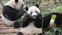 Zwei Pandas knabbern an Bambus