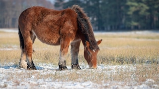 Pferd mit Winterfell steht auf der Weide