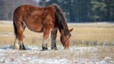 Pferd mit Winterfell steht auf der Weide