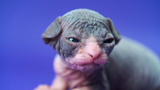 Skinderlop-Kitten vor lila Hintergrund