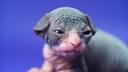 Skinderlop-Kitten vor lila Hintergrund
