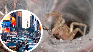 Collage aus Pennsylvania-Trichternetzspinne (Agelenopsis pennsylvanica) und Stadverkehr (Kreis)