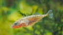 Ein Stichling in einem Aquarium