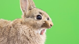 Kaninchen mit einem überraschtem Gesichtsausdruck
