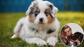 Australian Shepherd Boardy