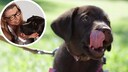 Collage aus Welpe an der Leine und Proträt von Hundetrainerin Katharina Marioth (Kreis)