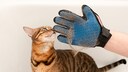 Eine Bengalkatze wird mit einem Massagehandschuh enthaart