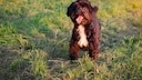 Yorkiepoo