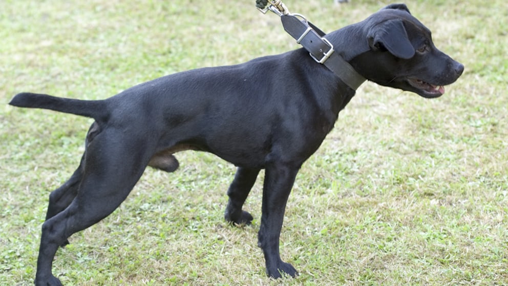 Der Patterdale Terrier stammt aus dem ländlichen England und wurde für die Jagd auf Füchse und Dachse gezüchtet.