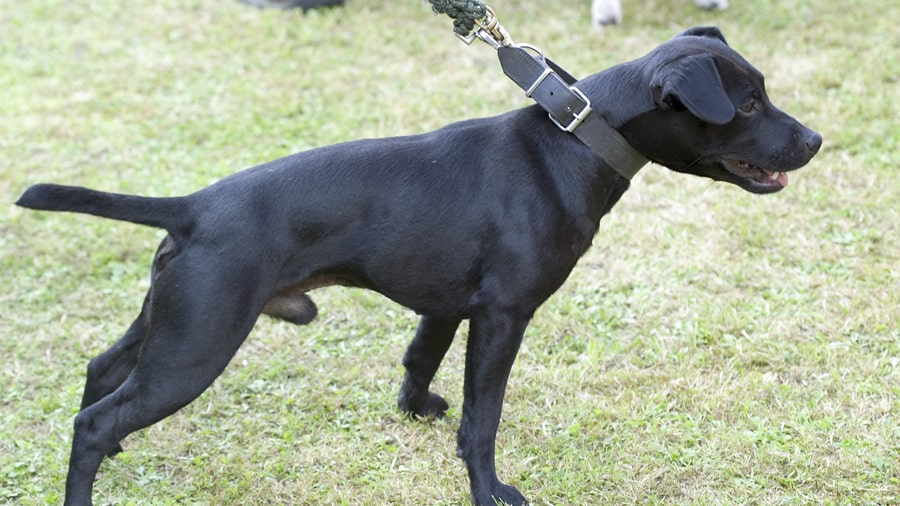 Der Patterdale Terrier stammt aus dem ländlichen England und wurde für die Jagd auf Füchse und Dachse gezüchtet.