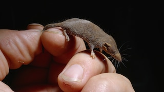 Etruskerspitzmaus (Suncus etruscus ) auf Hand