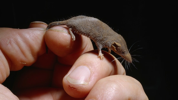 Was Ist Das Kleinste Säugetier Der Welt www.petbook.de