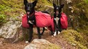 Zwei schwarze Alaskan Huskys laufen mit roten Taschen bepackt durch eine waldige Bergregion.