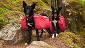 Zwei schwarze Alaskan Huskys laufen mit roten Taschen bepackt durch eine waldige Bergregion.