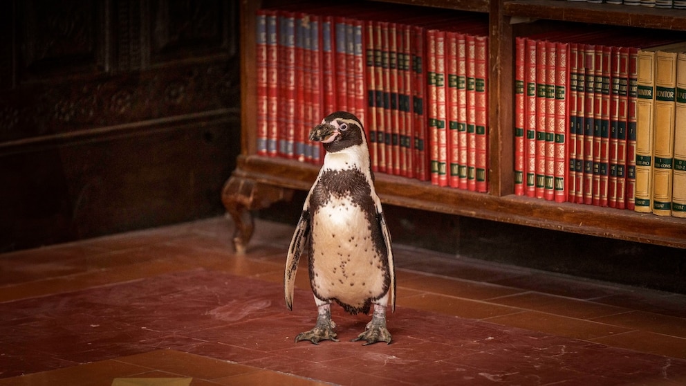 Szene aus dem Film „Der Pinguin meines Lebens“