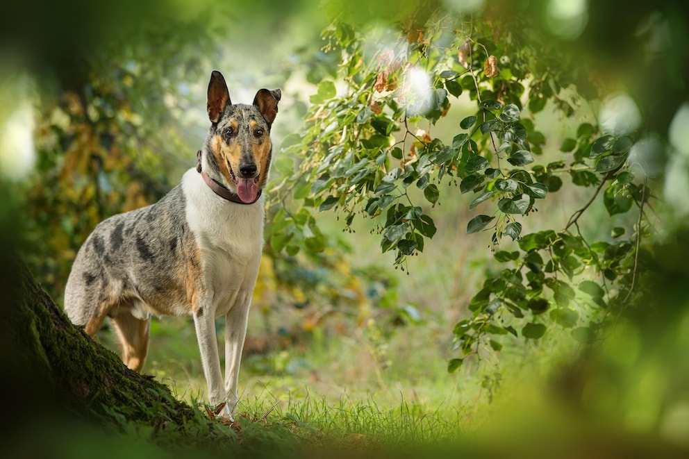 Kurzhaarcollie – dieser Hütehund soll sich auch für Anfänger eignen
