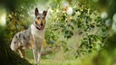 Obwohl der Kurzhaarcollie dem berühmten Fernsehstar „Lassie“ in puncto Intelligenz und Menschenbezogenheit in nichts nachsteht, führt er ein Schattendasein hinter dem Langhaarcollie.