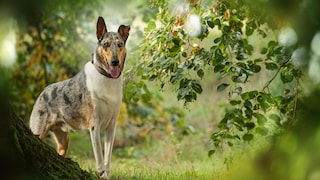 Obwohl der Kurzhaarcollie dem berühmten Fernsehstar „Lassie“ in puncto Intelligenz und Menschenbezogenheit in nichts nachsteht, führt er ein Schattendasein hinter dem Langhaarcollie.
