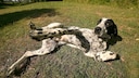 Der Braque d’Auvergne gehört zu den ältesten Jagdhunderassen Frankreichs und stammt aus der Auvergne, einer ländlich geprägten, bergigen Region.