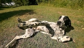 Der Braque d’Auvergne gehört zu den ältesten Jagdhunderassen Frankreichs und stammt aus der Auvergne, einer ländlich geprägten, bergigen Region.