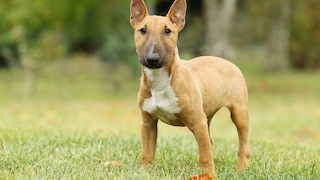 Irgendwo zwischen liebenswerter Clown und sturem Dickkopf liegt das Temperament des Miniature Bullterriers