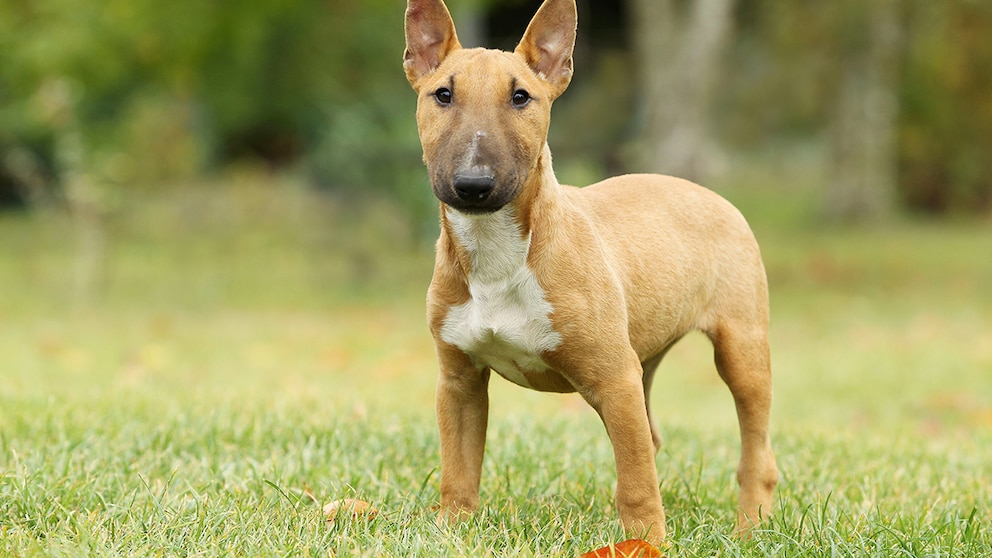 Irgendwo zwischen liebenswerter Clown und sturem Dickkopf liegt das Temperament des Miniature Bullterriers