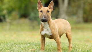 Irgendwo zwischen liebenswerter Clown und sturem Dickkopf liegt das Temperament des Miniature Bullterriers