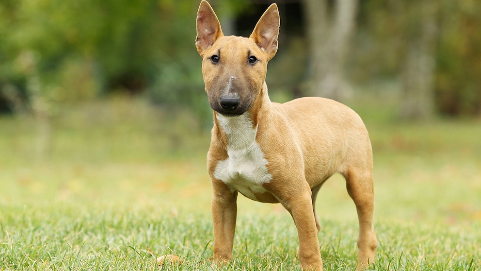 Irgendwo zwischen liebenswerter Clown und sturem Dickkopf liegt das Temperament des Miniature Bullterriers