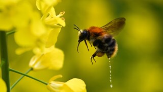 Eine Hummel scheidet in einem Rapsfeld beim Anflug auf eine Rapsblüte eine Flüssigkeit aus. In der Wetterau nördlich von Frankfurt ist die Rapsblüte in vollem Gang.