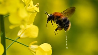 Eine Hummel scheidet in einem Rapsfeld beim Anflug auf eine Rapsblüte eine Flüssigkeit aus. In der Wetterau nördlich von Frankfurt ist die Rapsblüte in vollem Gang.