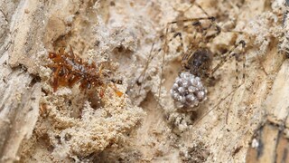 Eine neue Art fleischfressender Raupen (links), die eine Schutzhülle aus Insektenteilen verwendet.
