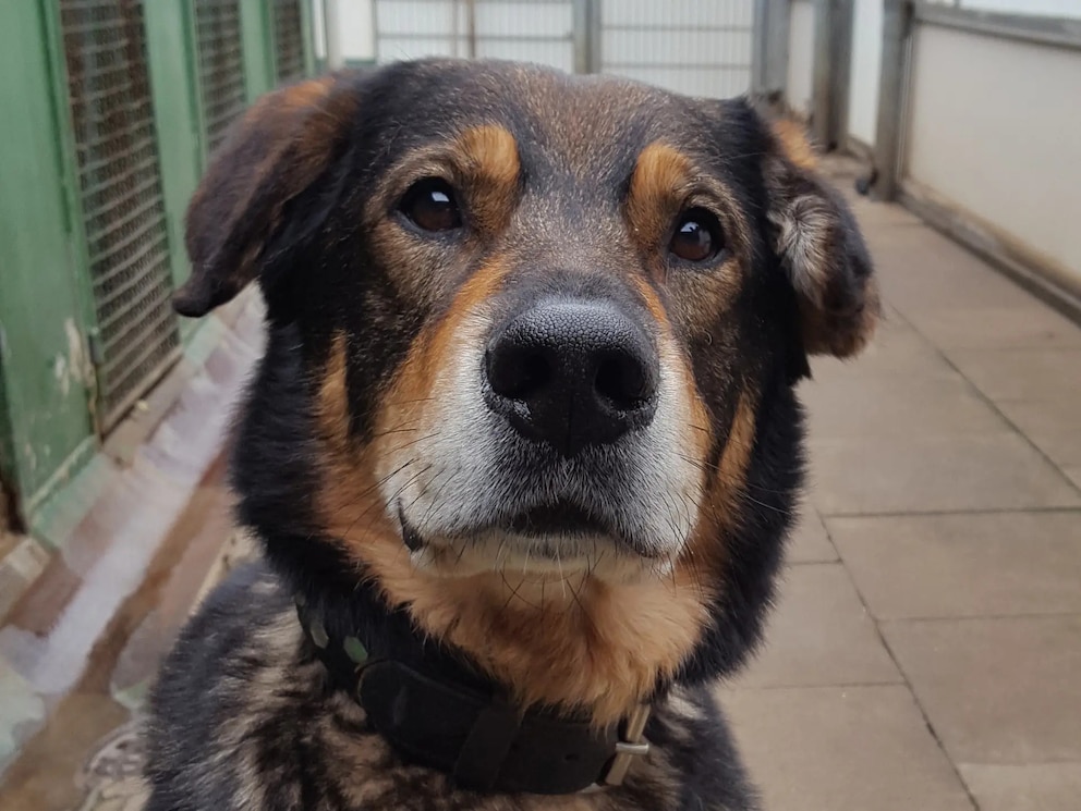 Schäferhund-Mischling Sammy ist in Hamburg der traurige Rekordhalter. Das Tierheim hat die Hoffnung noch immer nicht aufgegeben, dass dieser Vierbeiner das passende Zuhause findet