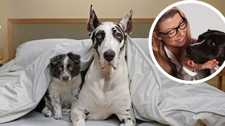 Border-Collie-Welpe und Deutsche Dogge liegen unter der Bettdecke im Bett