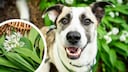 Hund mit frischem B&auml;rlauch im Hintergrund