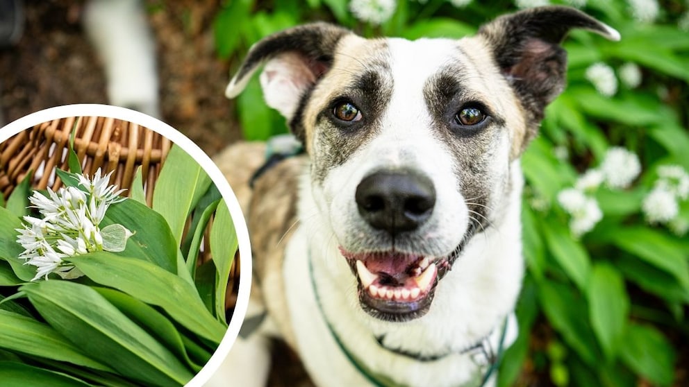 Hund mit frischem Bärlauch im Hintergrund
