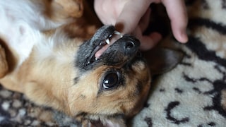 Kleiner Hund hat Finger vom Kind im Mund