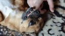 Kleiner Hund hat Finger vom Kind im Mund