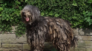 Bergamasker Hirtenhund