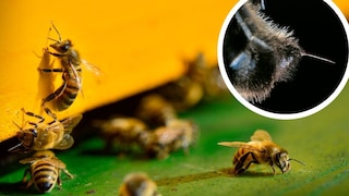 Bisher ging man davon aus, dass vor allem das Alter und äußere Umstände beeinflussen, ob Bienen eher zustechen oder nicht. Eine neue Studie zeigt nun: Maßgeblich ist der individuelle Charakter bei Honigbienen.