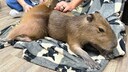 Capybara Caf&eacute;