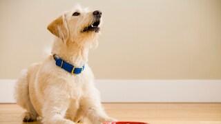 Hund liegt neben seinem Futternapf