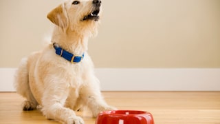 Hund liegt neben seinem Futternapf