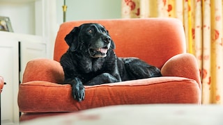 Alter schwarzer Labrador sitzt auf rotem Sessel