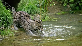 Eine Fischkatze in ihrem natürlichen Habitat