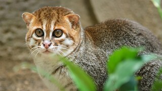 Eine Flachkopfkatze im Dschungel