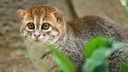 Eine Flachkopfkatze im Dschungel